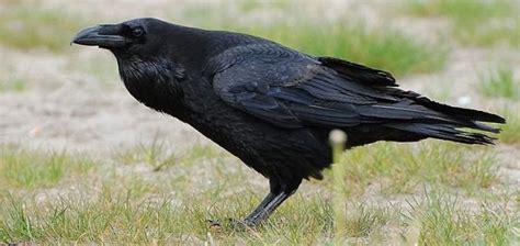 Blonde Women Attacked By Crows In London Unexplained