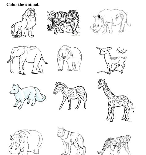 animal coloring pages grade    color pages images coloring