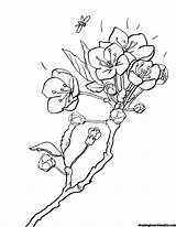 Blossom Mewarnai Bunga Gambarcoloring Sketsa Terbaru Pemandangan Prunus sketch template