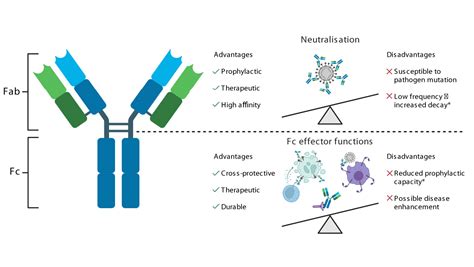 frontiers polyfunctional antibodies a path towards precision