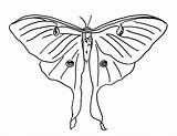 Moth Drawing Line Luna Drawings Paintingvalley sketch template