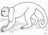 Capuchin Macaco Colorir Prego Uakari Ausmalbilder Monkeys Drawing Library Howler Arana Supercoloring Mammals Macacos Animais Zeichnen sketch template