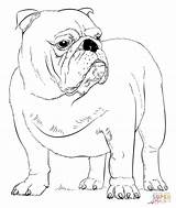 Coloring English Pages Bulldog Printable Buldog Drawing Crafts sketch template