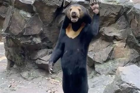 chinese sun bear waves   footage  expert  animals arent humans  disguise