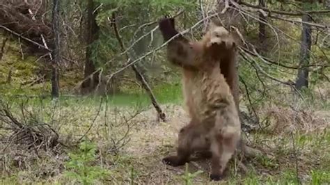 Dancing Bears Steal Show On Planet Earth Ii Upstaging Strictly S Ed Balls
