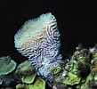 Image result for "rissoa Porifera". Size: 109 x 100. Source: www.shapeoflife.org