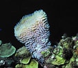 Afbeeldingsresultaten voor "rissoa Porifera". Grootte: 114 x 100. Bron: www.shapeoflife.org