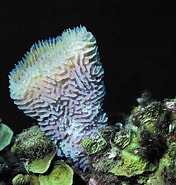 Afbeeldingsresultaten voor "rissoa Porifera". Grootte: 176 x 185. Bron: www.shapeoflife.org