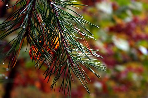 fall pine tree autumn colors background forest foliage autumn fall