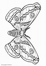 Coloring Pages Moth Butterfly Printable Print Butterflies Night Insect sketch template