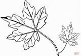 Maple Leaf Coloring Pages Drawing Leafs Colouring Easy Lovely Getdrawings Printable sketch template