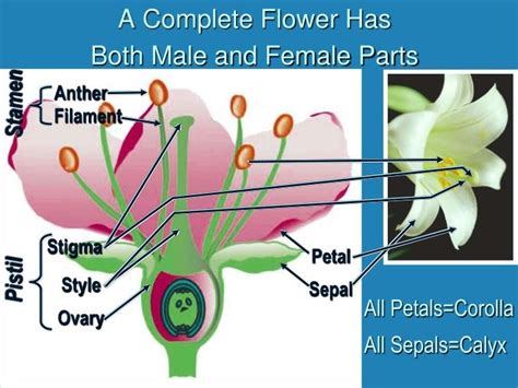Male And Female Flower Parts Structure Of A Flower There Are Often