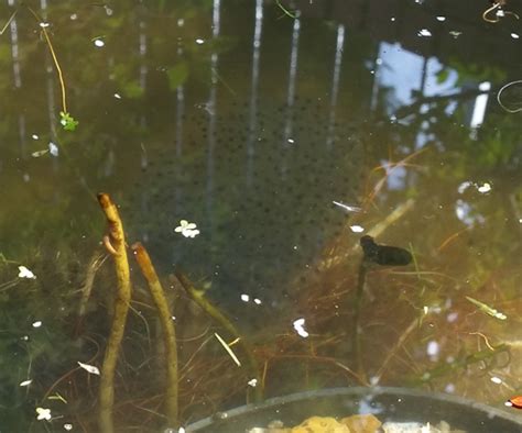 frog spawn recorded   office pond