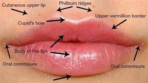 the perfect lip — dr kate aesthetics