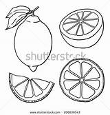 Lemon Drawing Lemons Vector Drawings Graphic Shutterstock Isolated Stylized Getdrawings sketch template