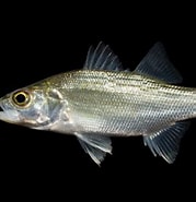 Image result for Moronidae. Size: 179 x 185. Source: ncfishes.com