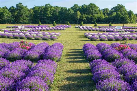 lavender farms   visit