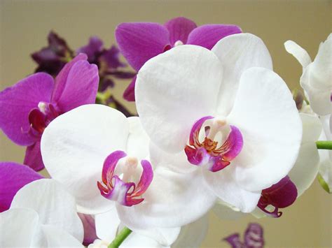 Orchids Floral Art Prints White Pink Orchid Flowers