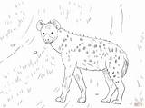 Hiena Hyena Kolorowanka Coloringhome Malhada Druku Pokoloruj sketch template