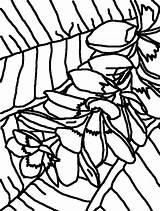 Frangipani Coloring Flowers Portrait Flower sketch template