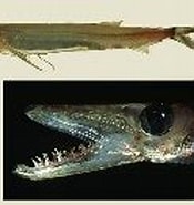 Afbeeldingsresultaten voor Sudis hyalina. Grootte: 175 x 118. Bron: www.fishbase.se