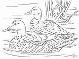 Duck Mallard Reales Supercoloring Canard Pond Coloriage Colorare Patos Adult Bird Reais Sheets Reali Germani Coppia Gratuitement Imprimez Stockente Patolino sketch template