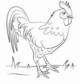 Coloring Pages Rooster Grass Chicken Printable Print Easy Choose Board sketch template