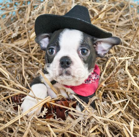cowboy puppy stock photo royalty  freeimages