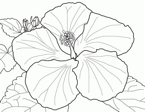 adult coloring page  hibiscus flower page   ages coloring home