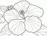 Coloring Hibiscus Pages Flower Adult Ages Pdf sketch template