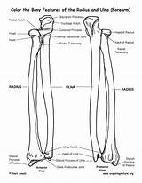Ulna Radius Coloring Features Bony Bone Forearm Humerus Anatomy Sketch Pages Template Exploringnature sketch template