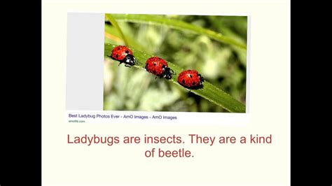 ladybug book youtube