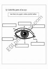 Eye Parts Worksheet Worksheets Printable Body Preview Esl sketch template
