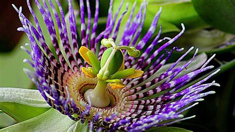 How To Grow Passion Flowers In Your Garden Passion Fruit Plant