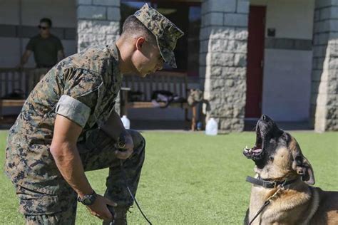 marine corps plans  reduce working dog force jon hand  dog