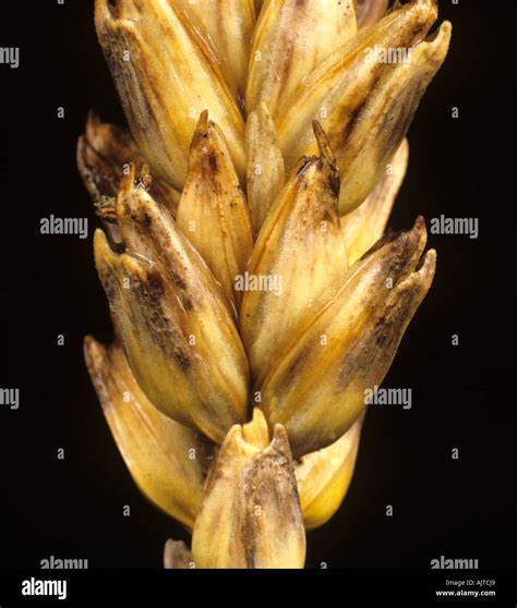 glume high resolution stock photography  images alamy