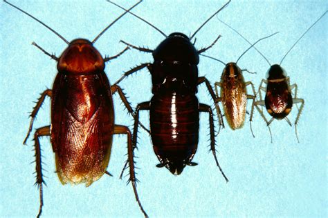 pests wildlife cockroaches unwanted home invaders announce university  nebraska lincoln
