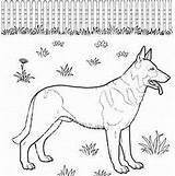 Malinois Traceable Shepherd German sketch template
