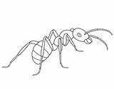 Ant Coloring Ants Pages Drawing Printable Clipart Line Kids Animal Drawings Children Picnic Insect Designlooter Supercoloring Categories Popular Getdrawings Visit sketch template