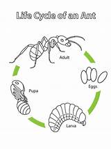 Cycle Ants Ameise Mier Ciclo Levenscyclus Hormigas Supercoloring Ameisen Formiga Cycles Worksheets Interativos Cadernos Formigas Ciencia Sequencing Educativo Material Daycare sketch template