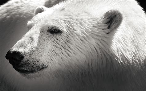 images black  white mammal mane polar bear close