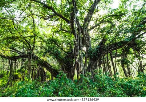 large banyan trees ranthambore rajasthan stock photo edit