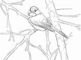 Chickadee Capped Songbird Ausmalbilder Supercoloring Singvogel Birds sketch template