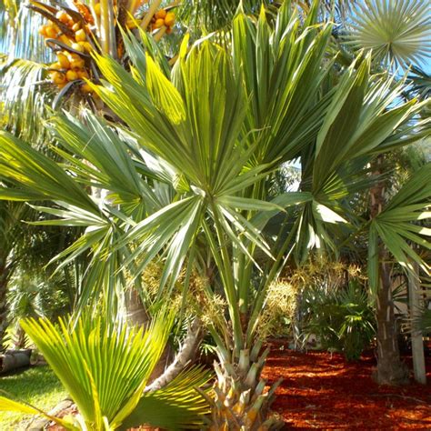 sabal palm tree sabal palmetto atlanta palms