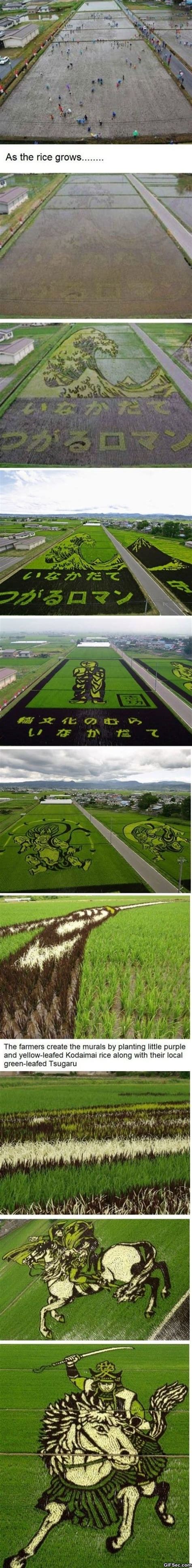 gif rice art viral viral