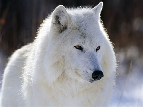arctic wolf  life  animals