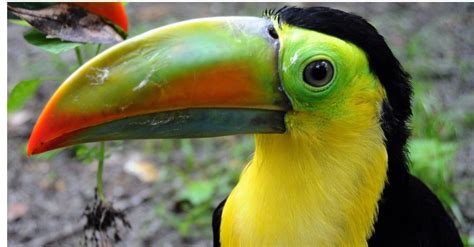 keel billed toucan bird facts ramphastos sulfuratus   animals