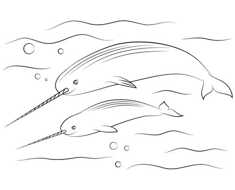 narwhal coloring page  getcoloringscom  printable colorings