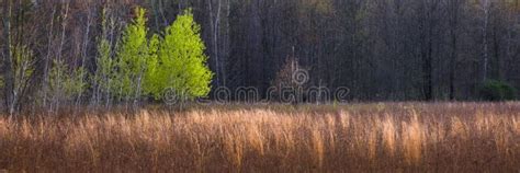 forest meadow panoramic stock photo image  midwest