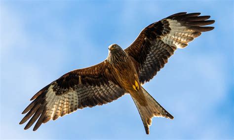 soaring types  kite birds   animals